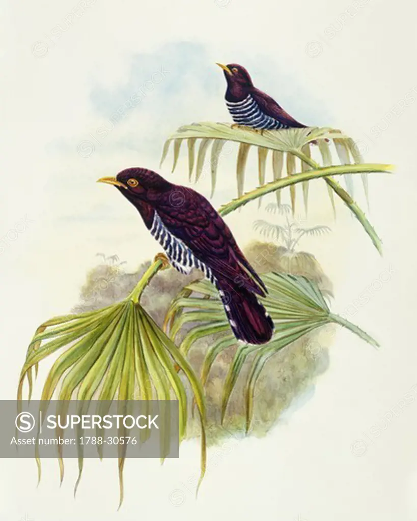 Zoology - Birds - Cuculiformes - Violet cuckoo (Chrysococcyx xanthorhynchus). Engraving by John Gould.