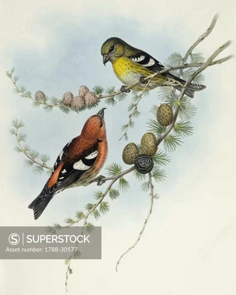 Zoology - Birds - Passeriformes - White-winged crossbill (Loxia leucoptera). Engraving by John Gould.