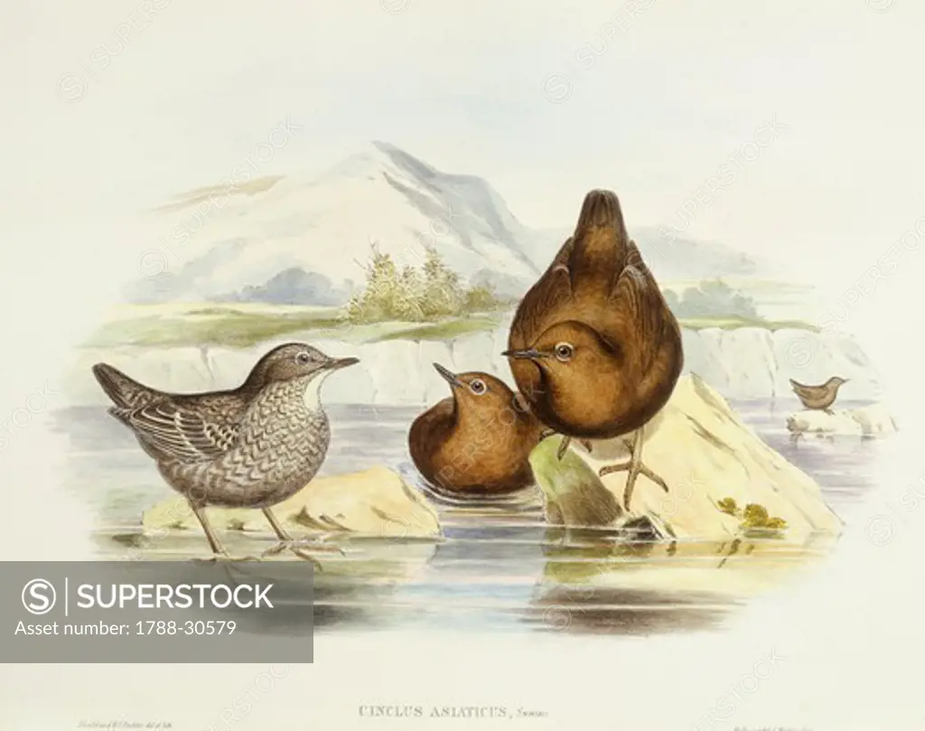 Zoology - Birds - Passeriformes - Brown dipper (Cinclus pallasii). Engraving by John Gould.