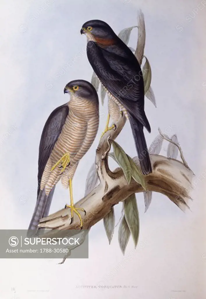 Zoology - Birds - Passeriformes - Brown dipper (Cinclus pallasii). Engraving by John Gould.