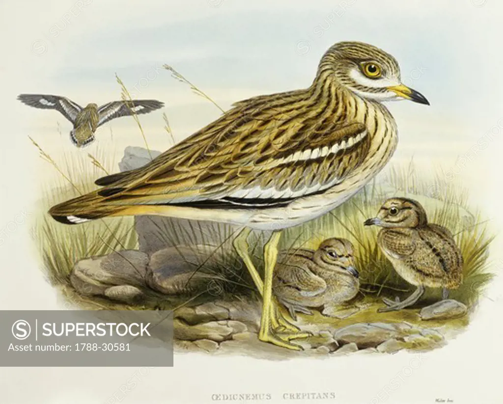 Zoology - Birds - Charadriiformes - Eurasian thick-knee (Burhinus oedicnemus). Engraving by John Gould.