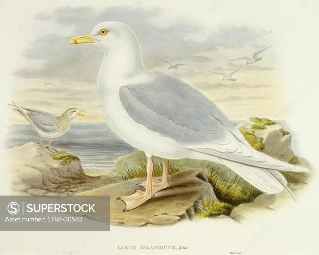Zoology - Birds - Charadriiformes - Iceland gull (Larus glaucoides). Engraving by John Gould.