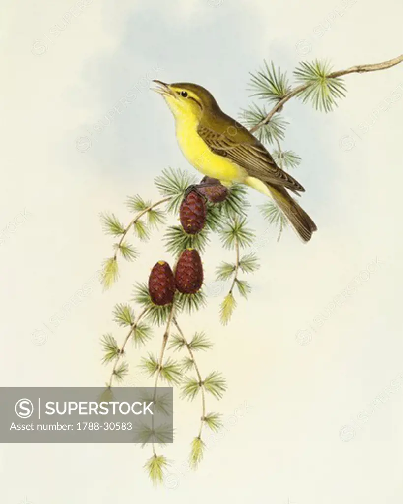 Zoology - Birds - Passeriformes - Flycatcher (Ficedula hypolaris). Engraving by John Gould.