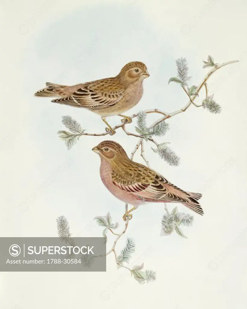 Zoology - Birds - Passeriformes - Rosy Finch (Erythrospiza incarnata). Engraving by John Gould.