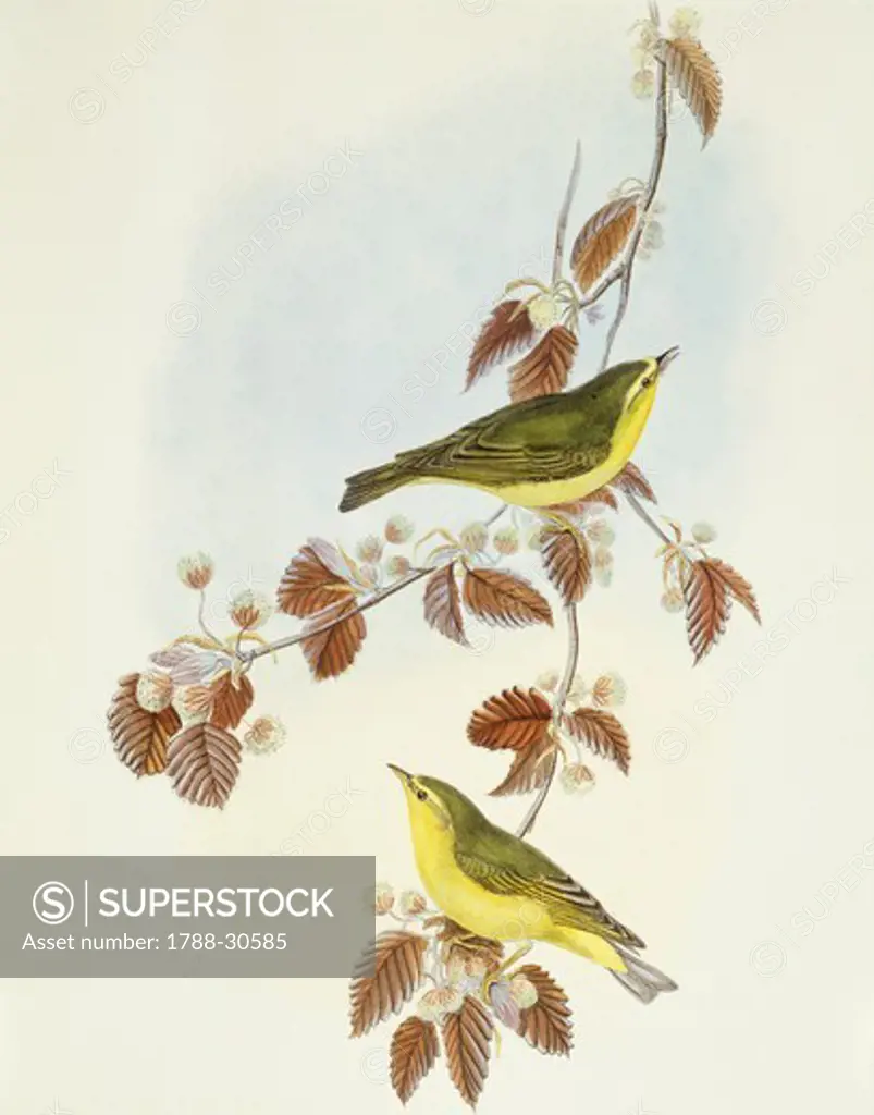 Zoology - Birds - Passeriformes - Wood warbler (Phylloscopus sibilatrix). Engraving by John Gould.
