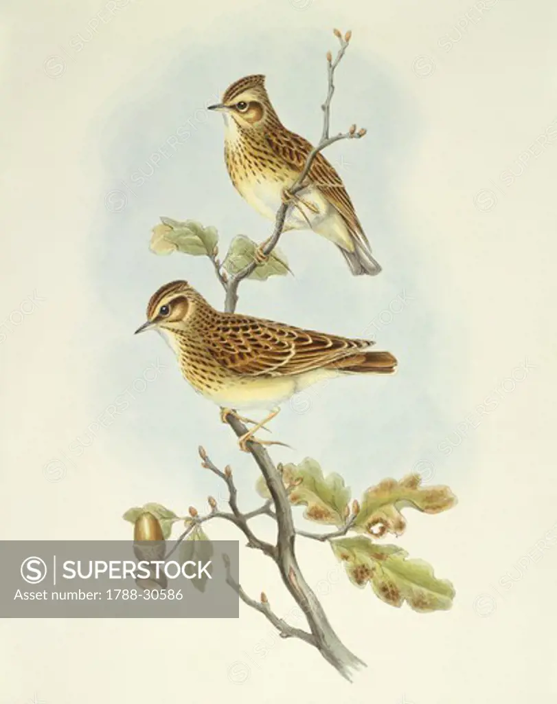 Zoology - Birds - Passeriformes - Wood lark (Lullula arborea). Engraving by John Gould.