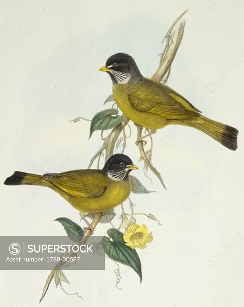 Zoology - Birds - Passeriformes - Collared finchbill (Spizixos semitorques). Engraving by John Gould.
