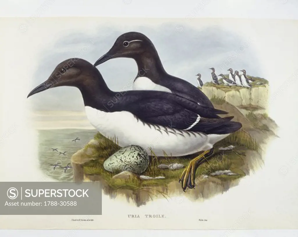 Zoology - Birds - Charadriiformes - Common murre (Uria aalge). Engraving by John Gould, William Hart, H. C. Richter.