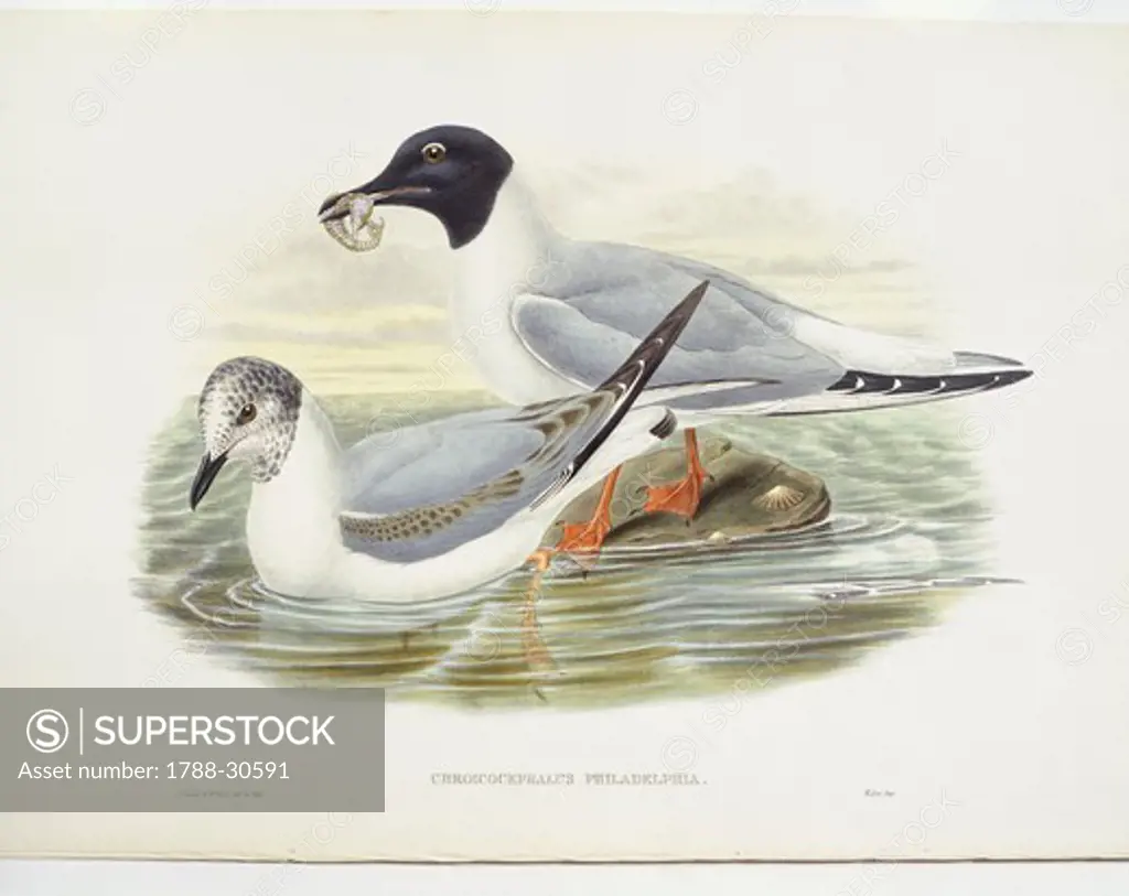 Zoology - Birds - Charadriiformes - Bonaparte's gull (Larus philadelphia). Engraving by John Gould, William Hart, H. C. Richter.