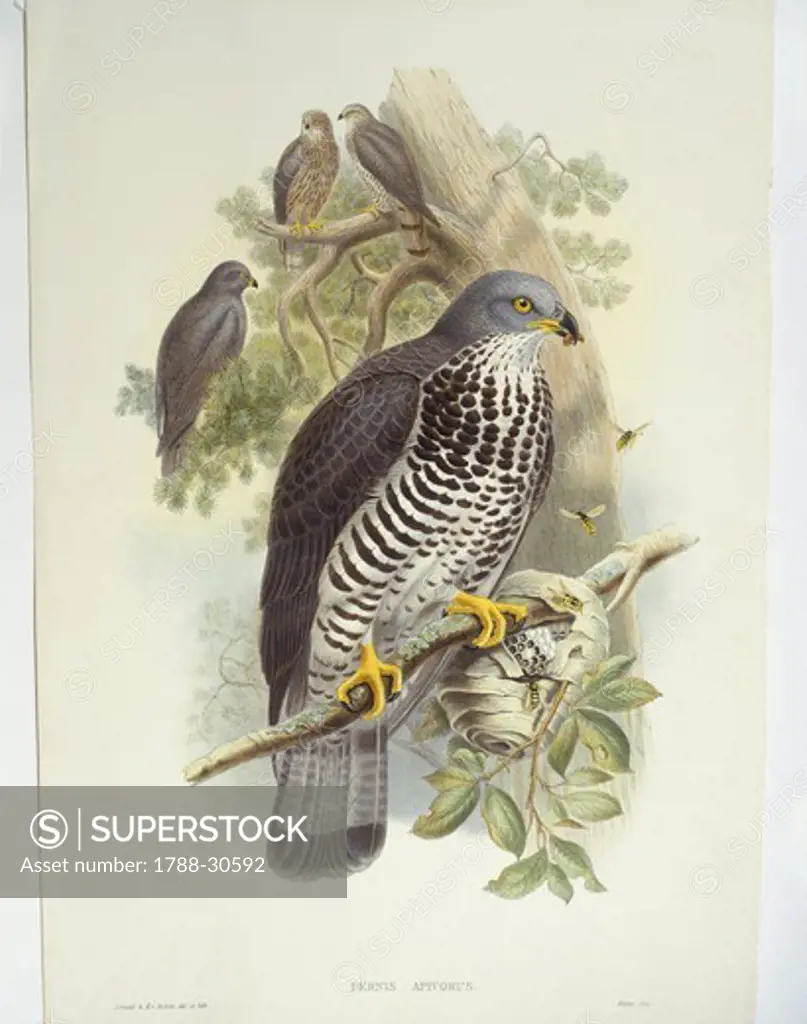 Zoology - Birds - Falconiformes - Honey-buzzard (Pernis apivorus). Engraving by John Gould, William Hart, H. C. Richter.