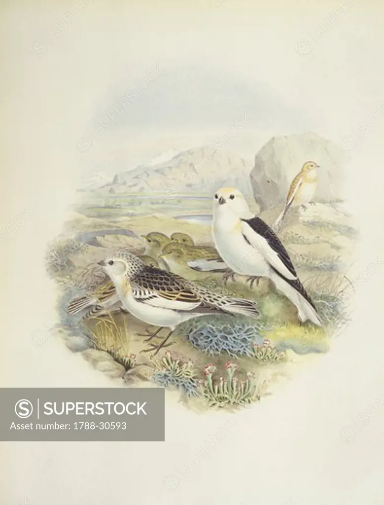 Zoology - Birds - Passeriformes - Snow bunting (Plectrophenax nivalis). Engraving by John Gould, William Hart, H. C. Richter.