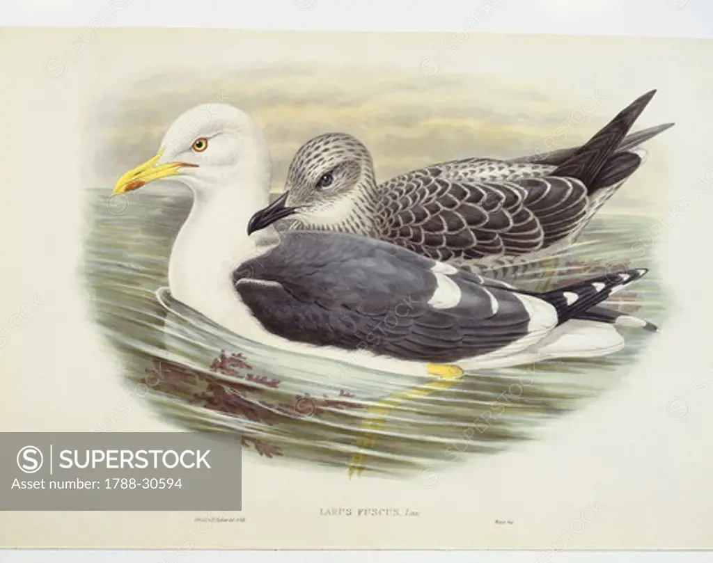 Zoology - Birds - Charadriiformes - Lesser black-backed gull (Larus fuscus). Engraving by John Gould, William Hart, H. C. Richter.
