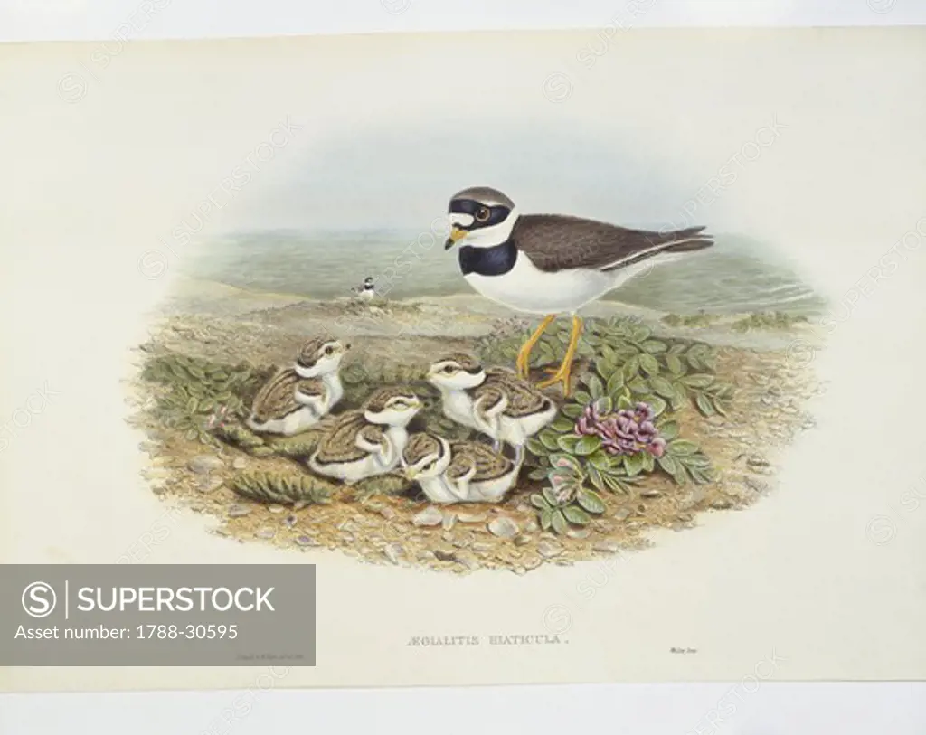 Zoology - Birds - Charadriiformes - Common ringed plover (Charadrius hiaticula). Engraving by John Gould, William Hart, H. C. Richter.
