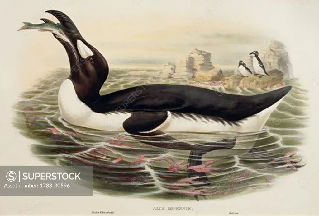 John Gould (1804-1881), William Hart, H. C. Richter, The Birds of Europe, 1832-1837 - Great Auk (Pinguinus impennis), engraving.