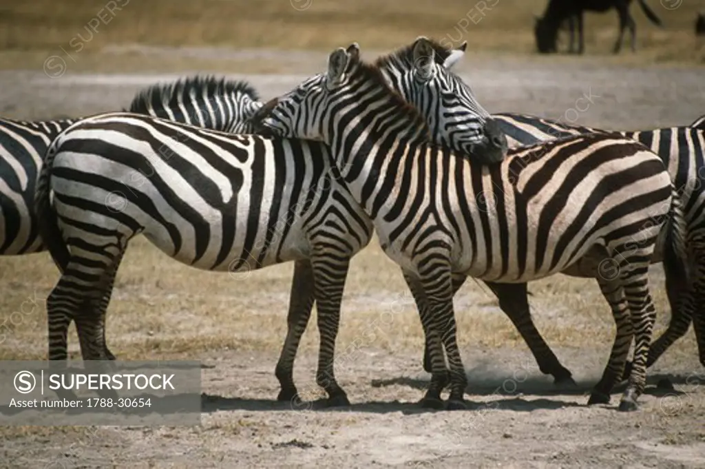 Zoology - Mammals - Perissodactyla - Equids - Common or plains zebras (Equus quagga or Equus burchelli).