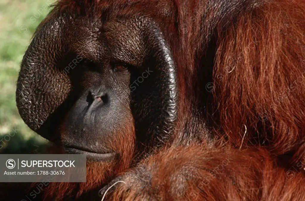 Zoology - Mammals - Primates - Bornean Orangutan (Pongo pygmaeus). Indonesia, Borneo Island, Central Kalimantan, Tanjung Puting National Park.