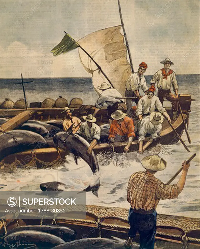 Extraordinary bluefin tuna fishing at Piana Island, Sardinia. Illustrator Achille Beltrame (1871-1945), from La Domenica del Corriere, 30th June 1900.