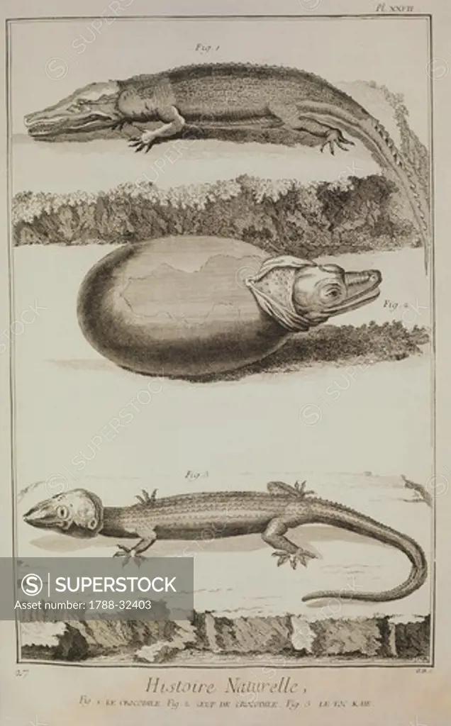 Plate showing crocodile, crocodile egg and Tokay gecko. Engraving from Denis Diderot, Jean Baptiste Le Rond d'Alembert, L'Encyclopedie, 1751-1757. Entitled Histoire Naturelle, Regne animal series (Natural History, Animal Kingdom). Drawing by Martinet and engraving by Benard.