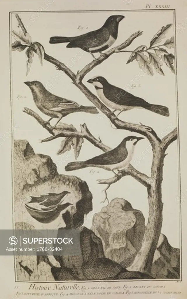 Plate showing birds: 1) java Sparrow, 2) white-throated sparrow, 3) african bullfinch, 4) black-capped chickadee, 5) Cochinchina swallow. Engraving from Denis Diderot, Jean Baptiste Le Rond d'Alembert, L'Encyclopedie, 1751-1757. Entitled Histoire Naturelle, Regne animal series (Natural History, Animal Kingdom). Drawing by Martinet and engraving by Benard.