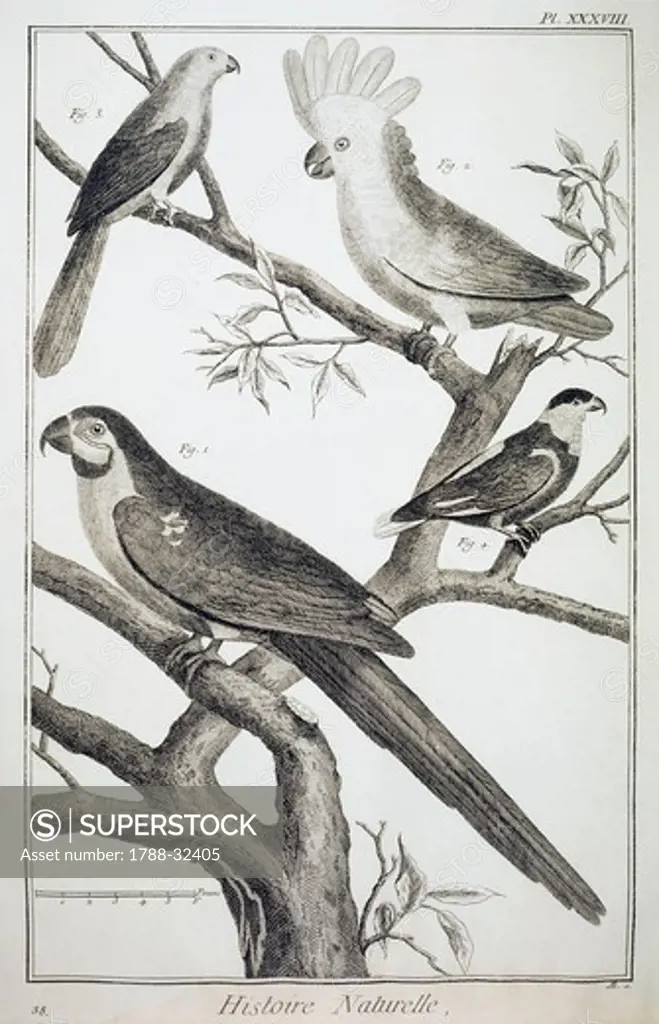Plate showing parrot specimens. Engraving from Denis Diderot, Jean Baptiste Le Rond d'Alembert, L'Encyclopedie, 1751-1757. Entitled Histoire Naturelle, Regne animal series (Natural History, Animal Kingdom).