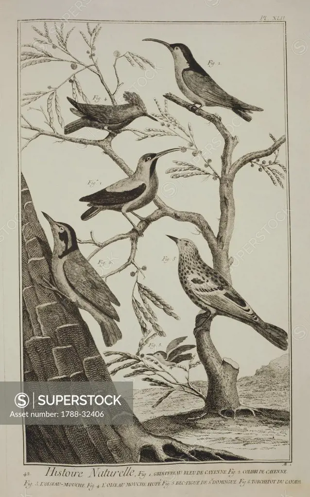 Plate showing bird specimens: 1) tree-Creeper of Cayenne; 2) colibri of Cayenne; 3) humming bird; 4) crested humming bird; 5) beccafico of Saint Domingue; 6) nuthatch of Canada. Engraving from Denis Diderot, Jean Baptiste Le Rond d'Alembert, L'Encyclopedie, 1751-1757. Entitled Histoire Naturelle, Regne animal series (Natural History, Animal Kingdom).