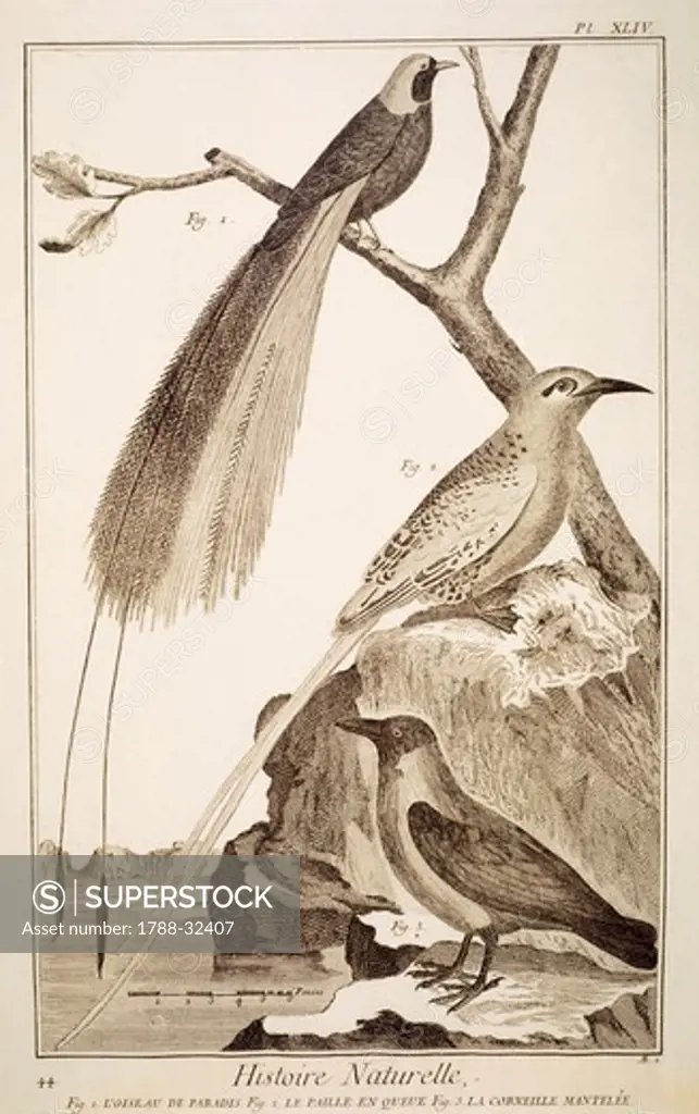 Plate showing various bird specimens: 1) bird of paradise; 2) tropicbird; 3) hooded crow. Engraving from Denis Diderot, Jean Baptiste Le Rond d'Alembert, L'Encyclopedie, 1751-1757. Entitled Histoire Naturelle, Regne animal series (Natural History, Animal Kingdom).