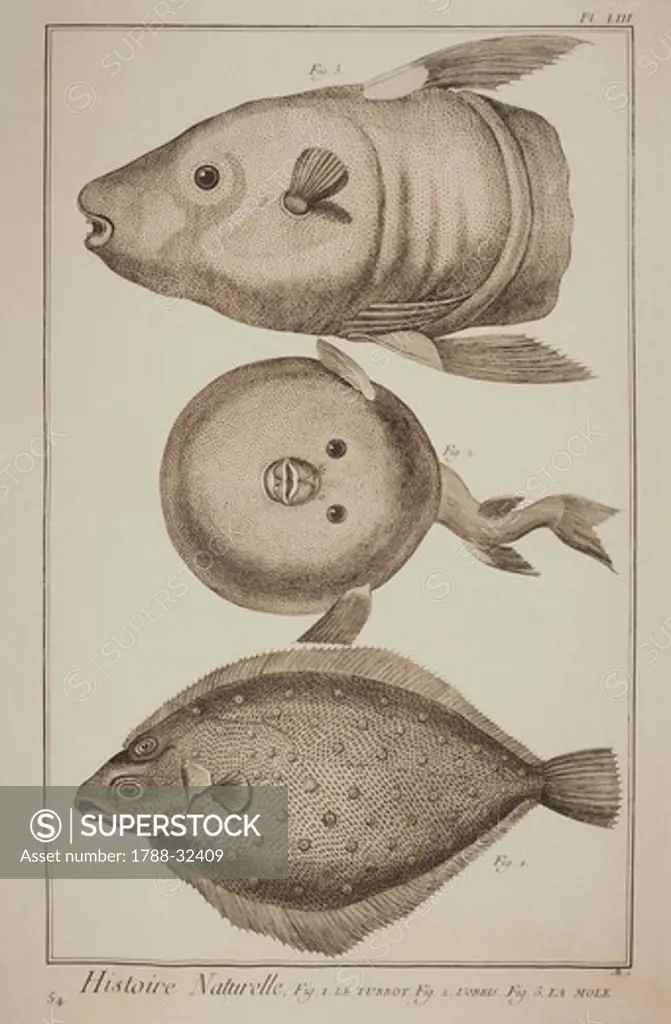 Plate showing turbot, globefish, sunfish. Engraving from Denis Diderot, Jean Baptiste Le Rond d'Alembert, L'Encyclopedie, 1751-1757. Entitled Histoire Naturelle, Regne animal series (Natural History, Animal Kingdom).