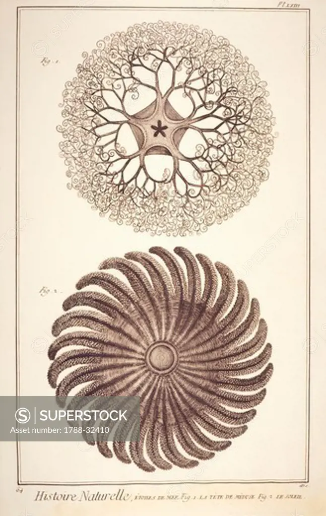 Plate showing jellyfish and cnidarian. Engraving from Denis Diderot, Jean Baptiste Le Rond d'Alembert, L'Encyclopedie, 1751-1757. Entitled Histoire Naturelle, Etoiles de mer series (Natural History, Sea Stars).