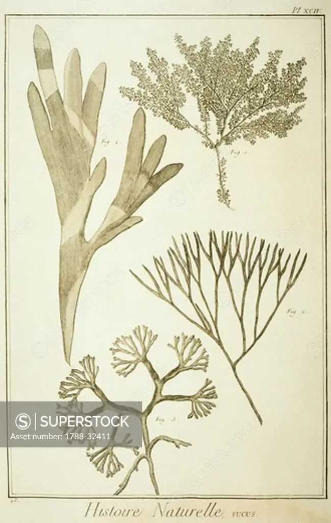 Plate showing four types of fucus, brown algae. Engraving from Denis Diderot, Jean Baptiste Le Rond d'Alembert, L'Encyclopedie, 1751-1757. Entitled Histoire Naturelle, Regne animal series (Natural History, Animal Kingdom).