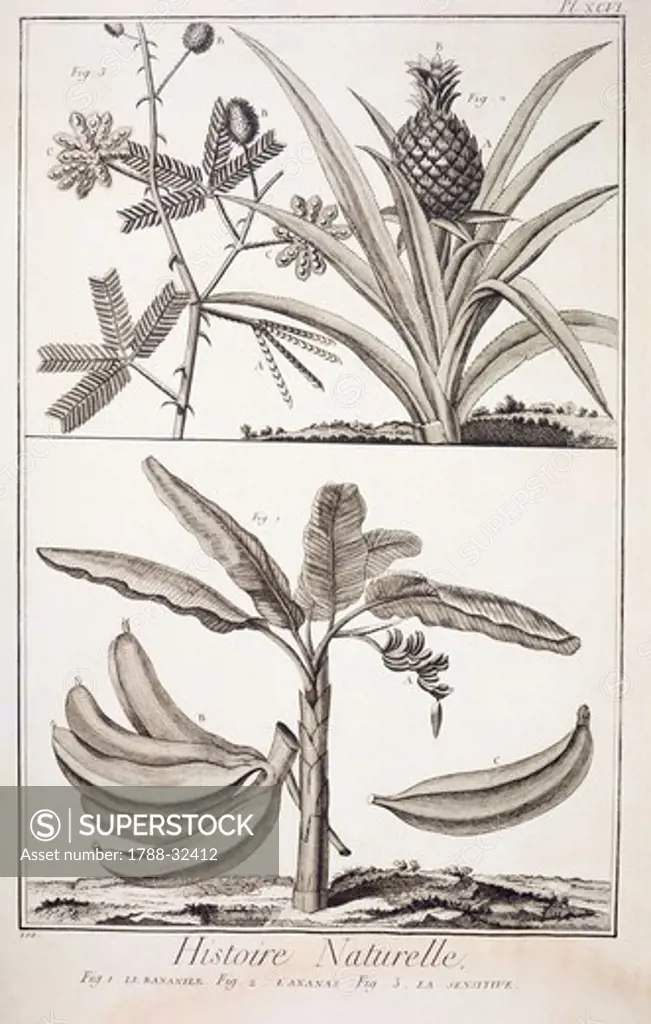 Plate showing banana tree, pineapple plant and sensitive plant. Engraving from Denis Diderot, Jean Baptiste Le Rond d'Alembert, L'Encyclopedie, 1751-1757. Entitled Histoire Naturelle (Natural History).
