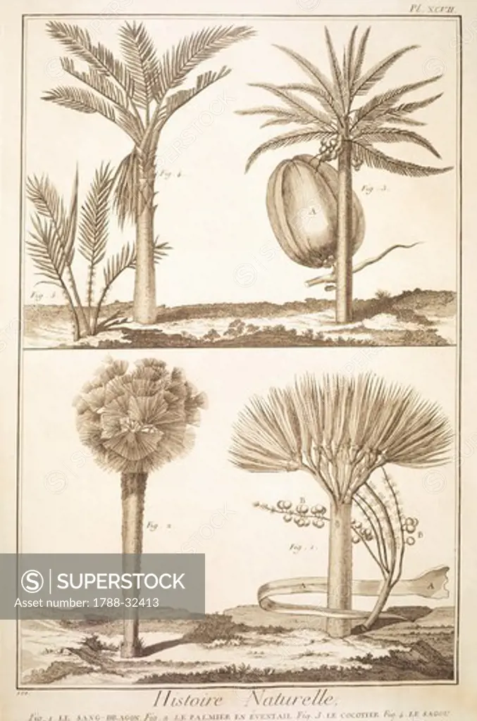Plate showing palm tree types: dragon's blood, washingtonia, coconut palm, sagu palm. Engraving from Denis Diderot, Jean Baptiste Le Rond d'Alembert, L'Encyclopedie, 1751-1757. Entitled Histoire Naturelle (Natural History).