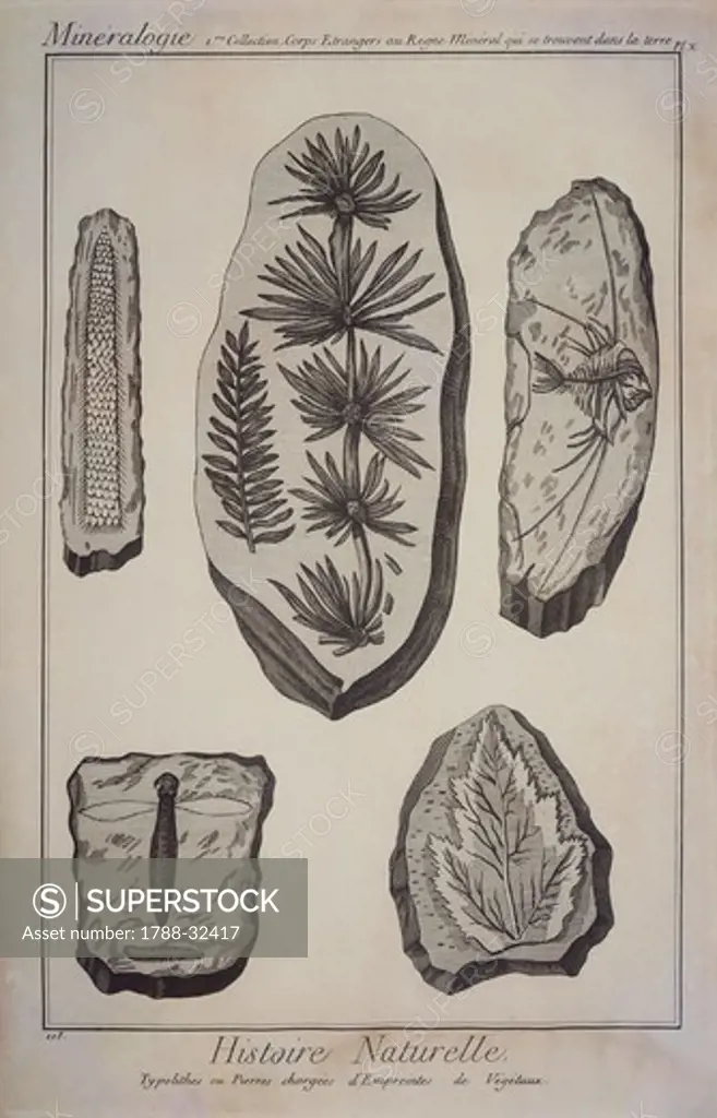 Plate showing typolites, or stones marked with impressions of plants. Engraving from Denis Diderot, Jean Baptiste Le Rond d'Alembert, L'Encyclopedie, 1751-1757. Entitled Histoire Naturelle, Mineralogie (Natural History, Mineralogy).
