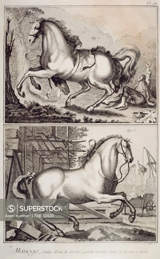 Plate showing horse training: disunited gallop of hind leg on left lead, and disunited gallop of hind leg on right lead. Engraving from Denis Diderot, Jean Baptiste Le Rond d'Alembert, L'Encyclopedie, 1751-1757. Entitled Manege (Riding Academy).