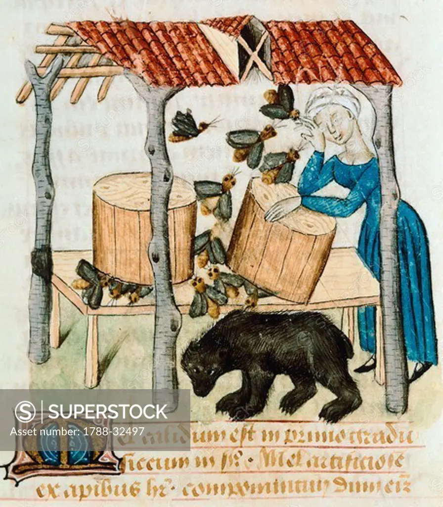 Gathering honey from the beehives, miniature from Tractatus de herbis, Latin manuscript by Dioscorides, France 15th Century.