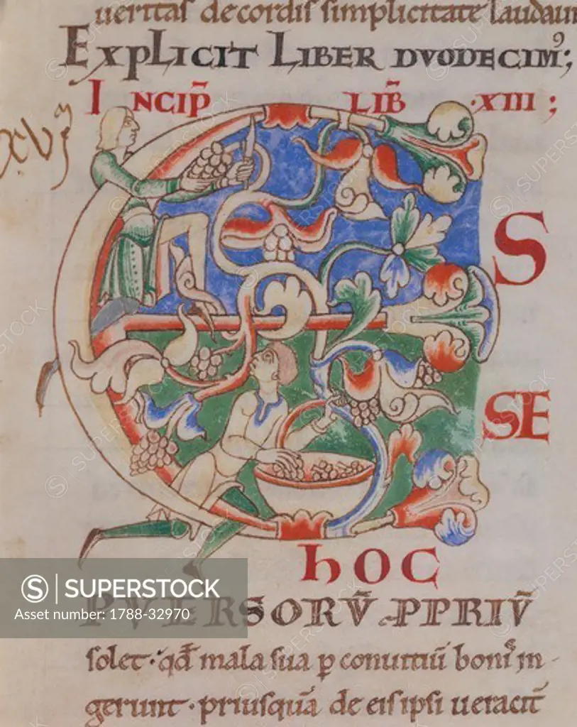 Initial capital letter E depicting the grape harvest, miniature from the Morals on the Book of Job (Moralia in Job) by Saint Gregory the Great, manuscript 170 folio 32 recto, Citeaux, France 12th Century.