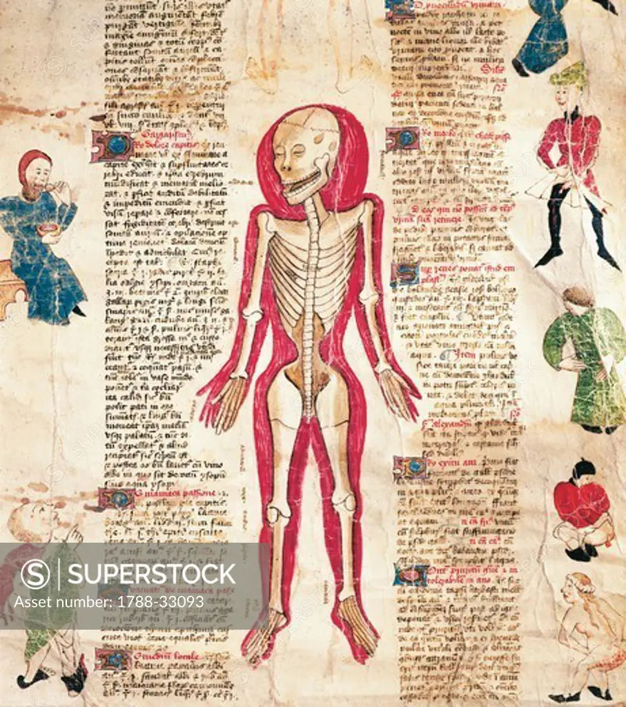 The human skeleton from the De Arte Phisicali et de Cirurgia by John Arderne, Latin manuscript, 15th Century.