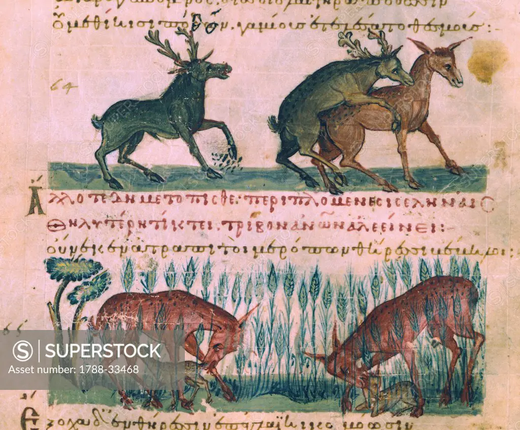 Lives of Deer, from a Greek treatise on hunting and fishing, manuscript, 11th Century.