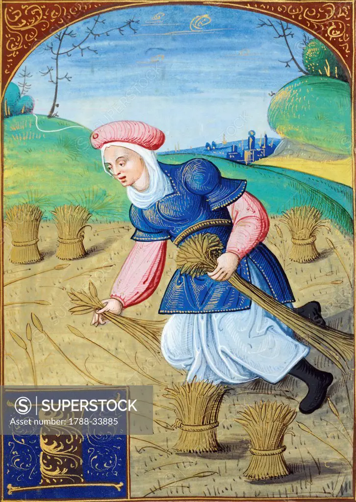The harvest of Ruth, miniature from Latin Bible from Saint Amand's Abbey, Latin manuscript, folio 142, France 16th Century.