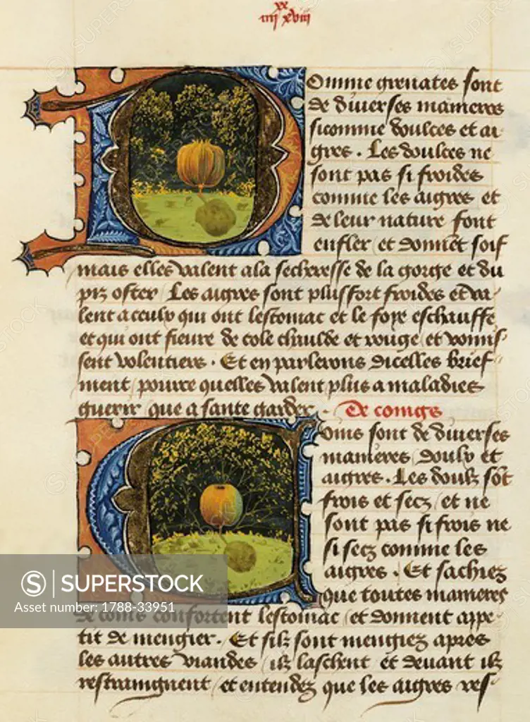 Page with illuminated initial capital letters with fruit (quince), miniature from the Treaty of Medicine by Aldebrande of Florence, manuscript,1356, Italy.