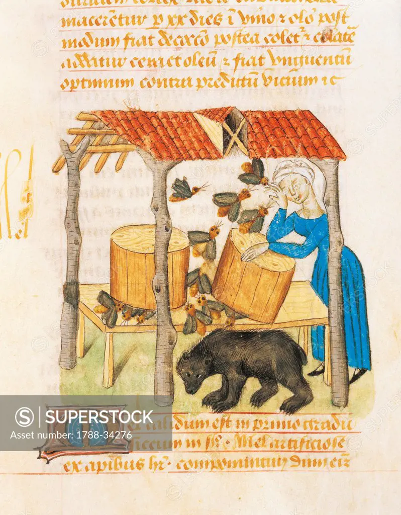 Gathering honey from the beehives, miniature from Tractatus de herbis, Latin manuscript by Dioscorides, Est 28 e M 59 folio 92 r, France 15th Century.