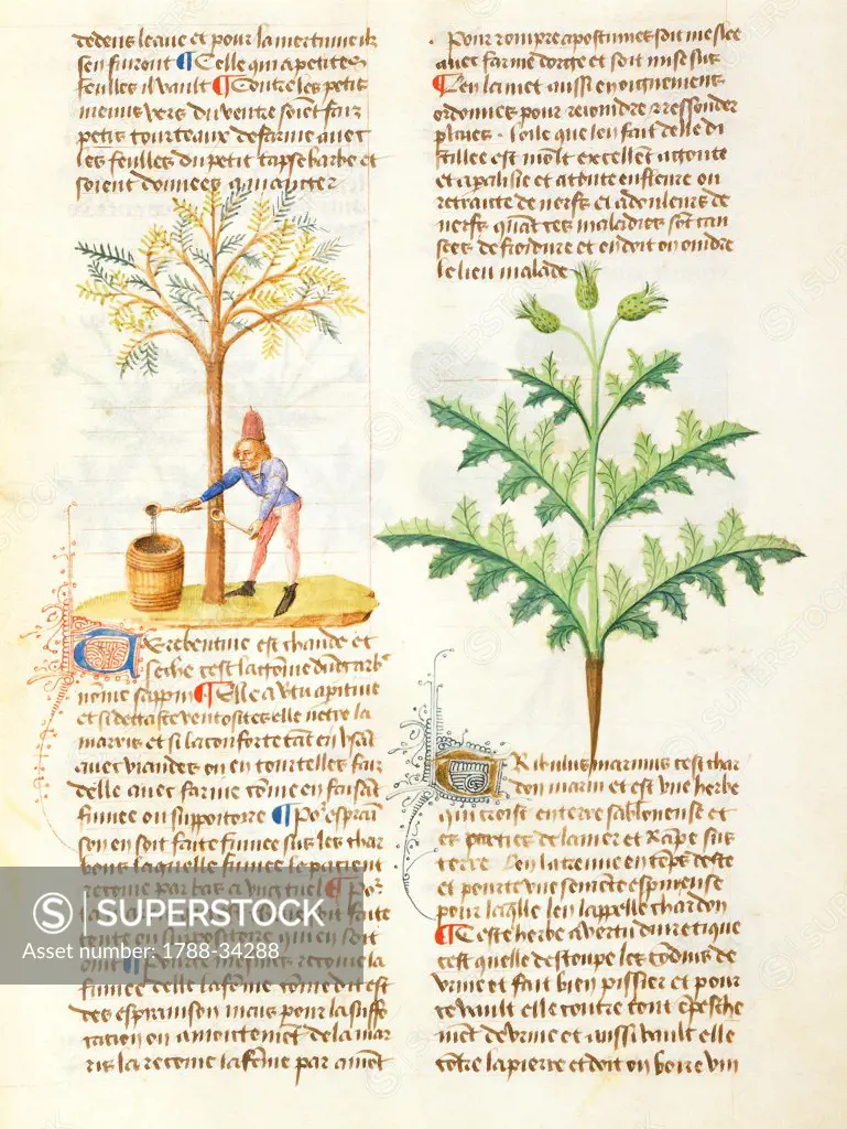 Tapping Turpentine (vellum), miniature from De diversis Herbis, Latin manuscript by Dioscorides e Lat 928 folio 65 recto, France late 14th Century.
