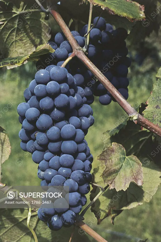 Bunch of grapes in a vineyard