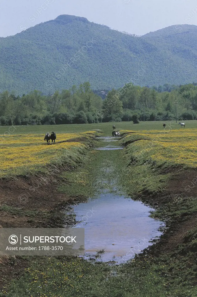 Italy - Lazio Region - Albani Hills (Colli Albani) - Grazing cattle and crowfoots bloom