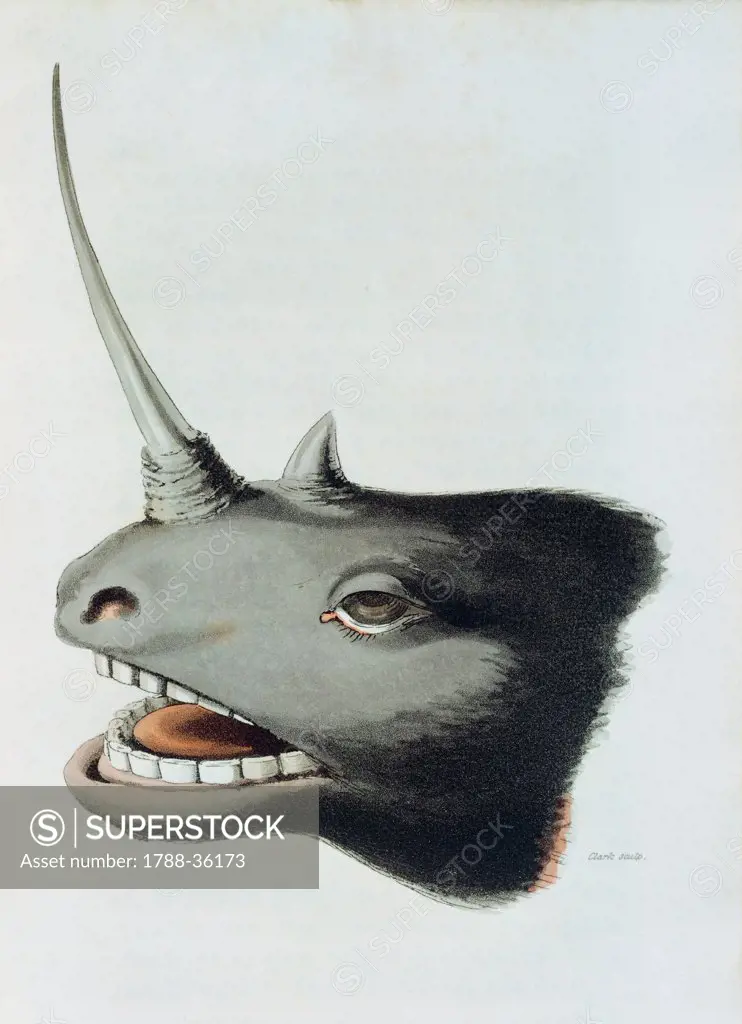 Head of a rhinocerous killed near Mashow by Clark from Travels in South Africa by Rev John Campbell, 1822, South Africa 19th century.