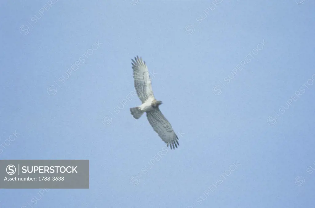 Italy - Calabria Region - Birds - Harrier eagle