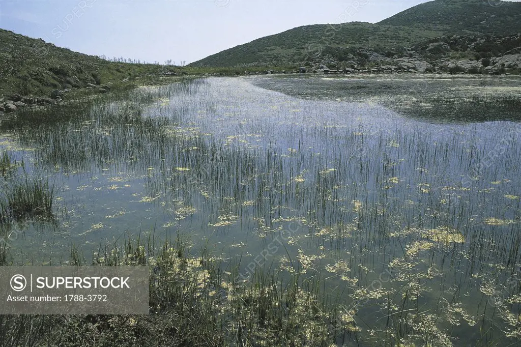 Italy - Tuscany Region - Capraia Island - Little lake called 'Stagnone' - Vegetation