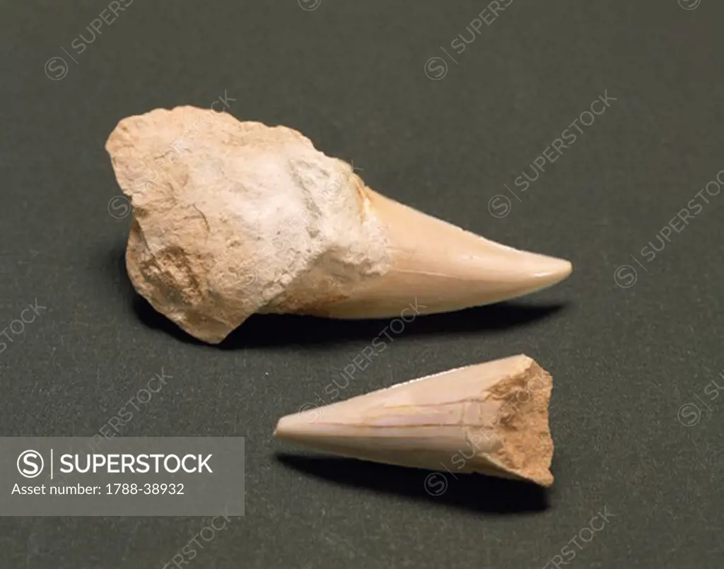 Fossils - Shark teeth (Cretoxyrhina mantelli). From Veneto Region.