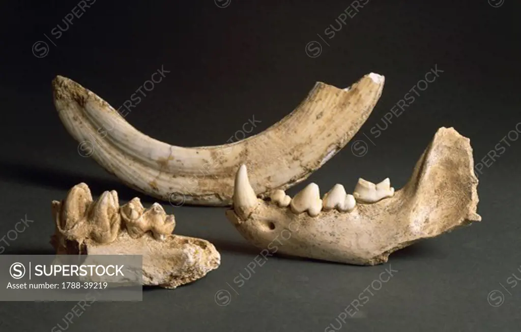 Fossils - Fragment of hippopotamus mandible and tusk; hyena mandible. From Liguria Region.