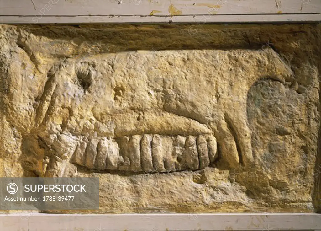 Prehistory, Malta, Neolithic. Zoomorphic relief depicting a sow feeding her piglets. From Tarxien megalithic temple.