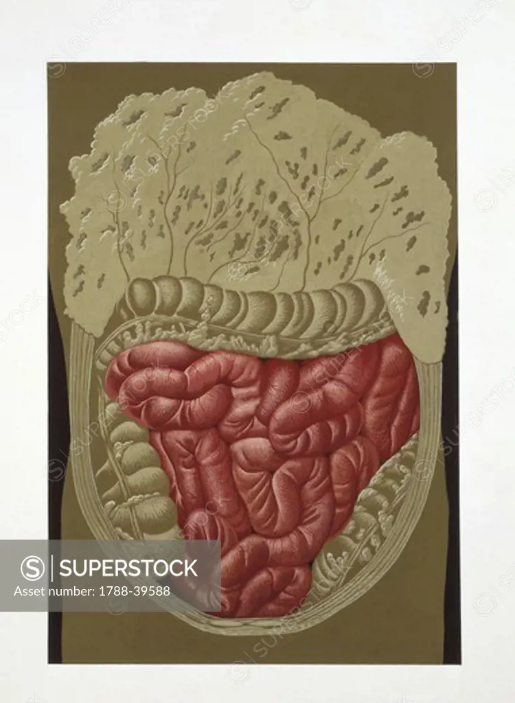 Medicine: Human anatomy, intestine